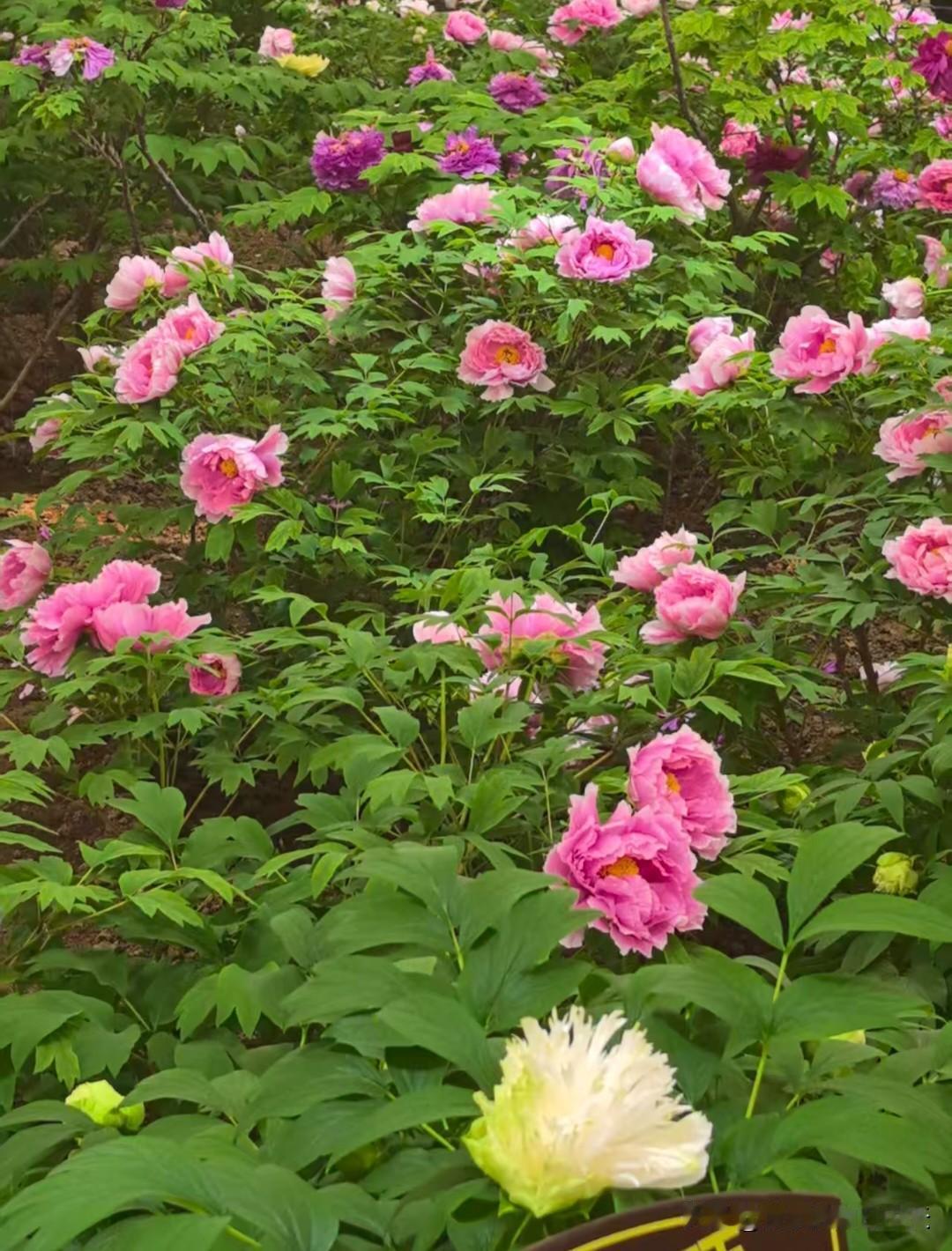 早饭吃对了，胜过保健品
​​1. 温开水
睁眼先喝一杯温白开，润肠、醒血，比啥都