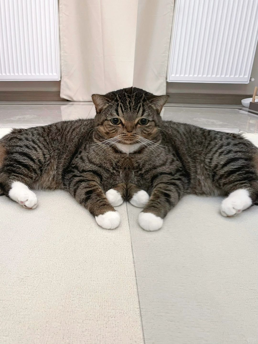 拍到了猫生最炸裂的照片...!