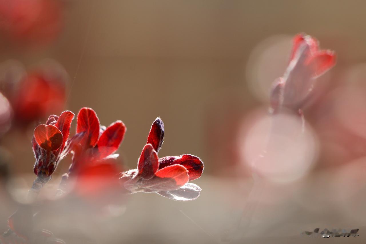 首先是盯住关键节点，拍下叶芽、蓓蕾和开花的最美时刻；之所以要拍叶芽，是因为去年春