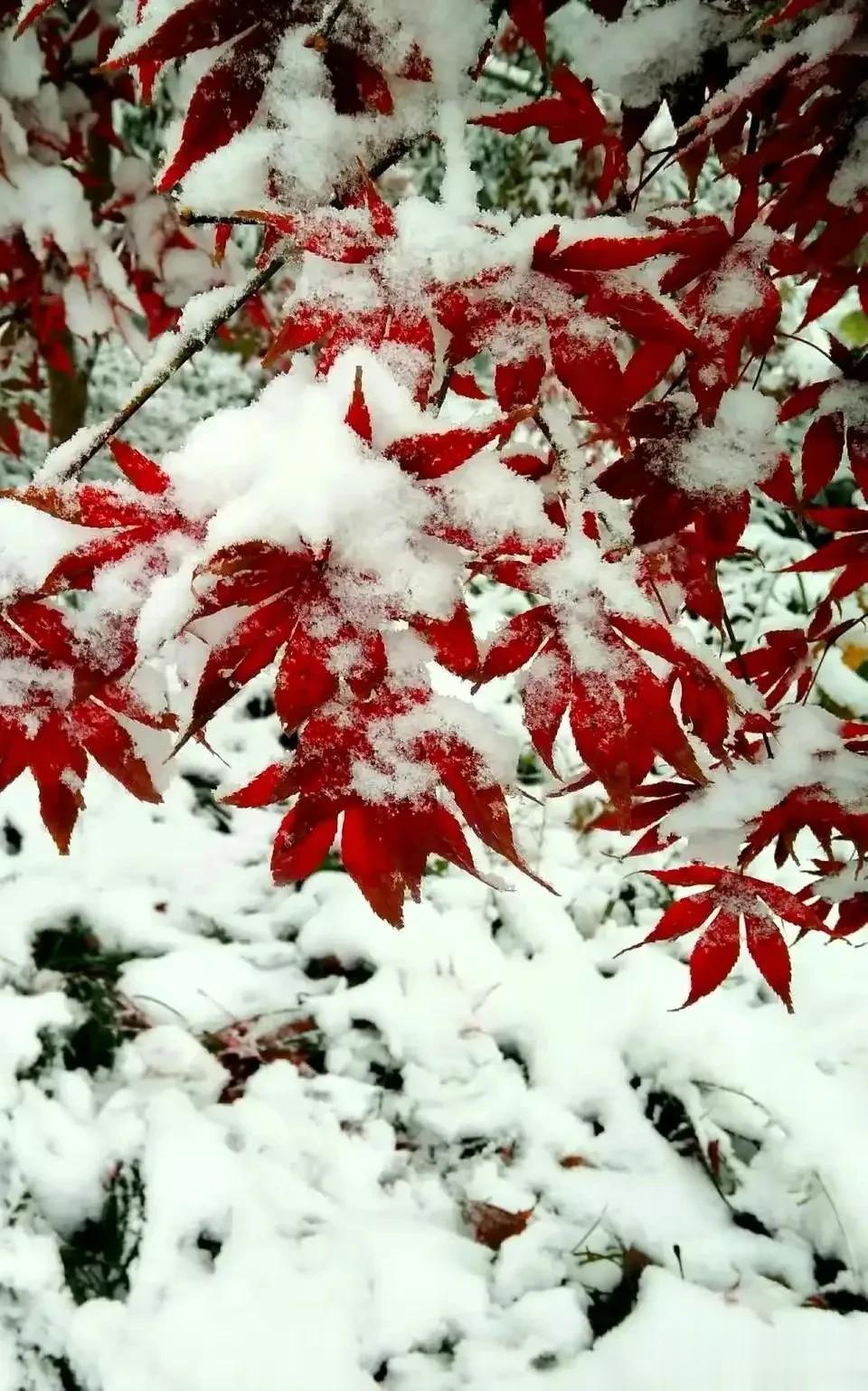 红叶满枝寒意浓，雪花飞舞天地同。跟随时节更替，踏实走过四季，此刻，冬的光线透过枝