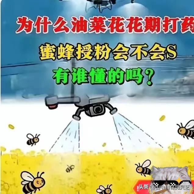 官方回应油菜喷药致蜂农损失惨重！在国际形势非常紧张的情况下。这事绝不简单！
油菜