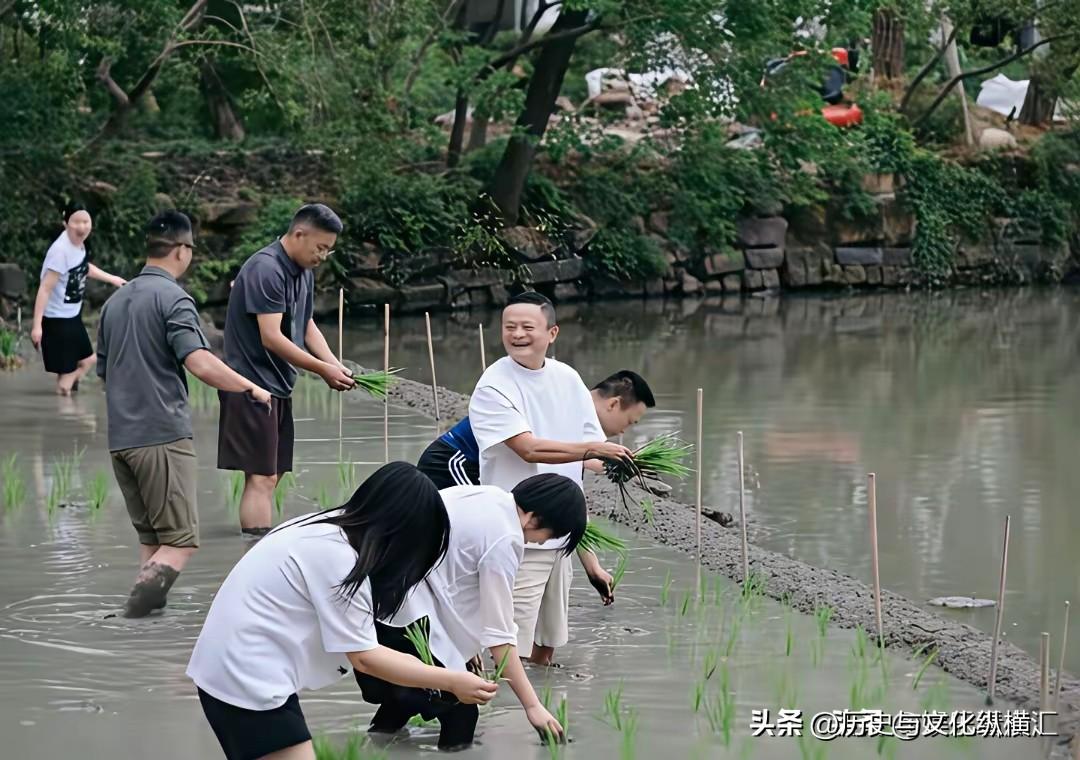 马云插秧？这是团建吧。不亦乐乎。