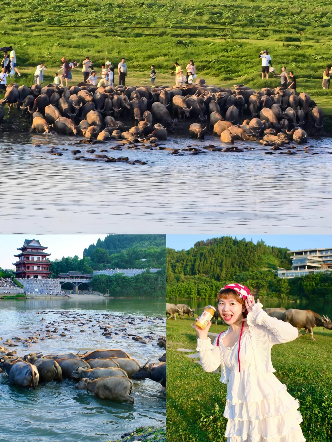 重庆周边游|🚗2h就看到动物大迁徙❗️附攻略