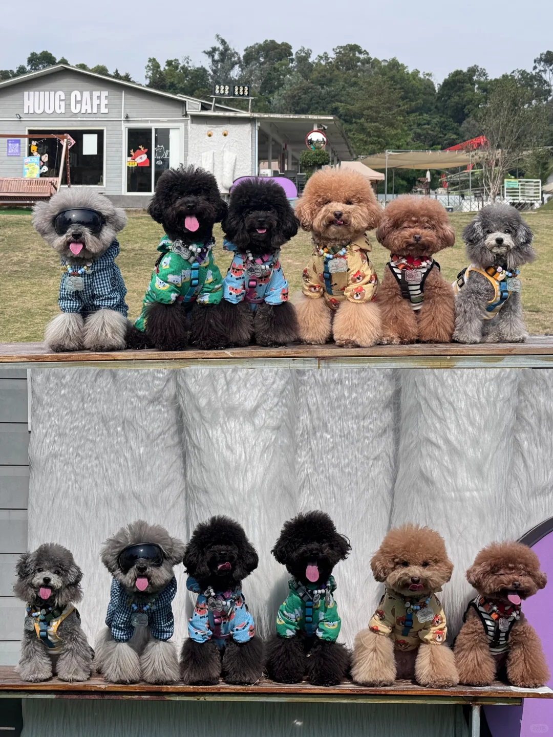 草地快乐小狗💙💛💚