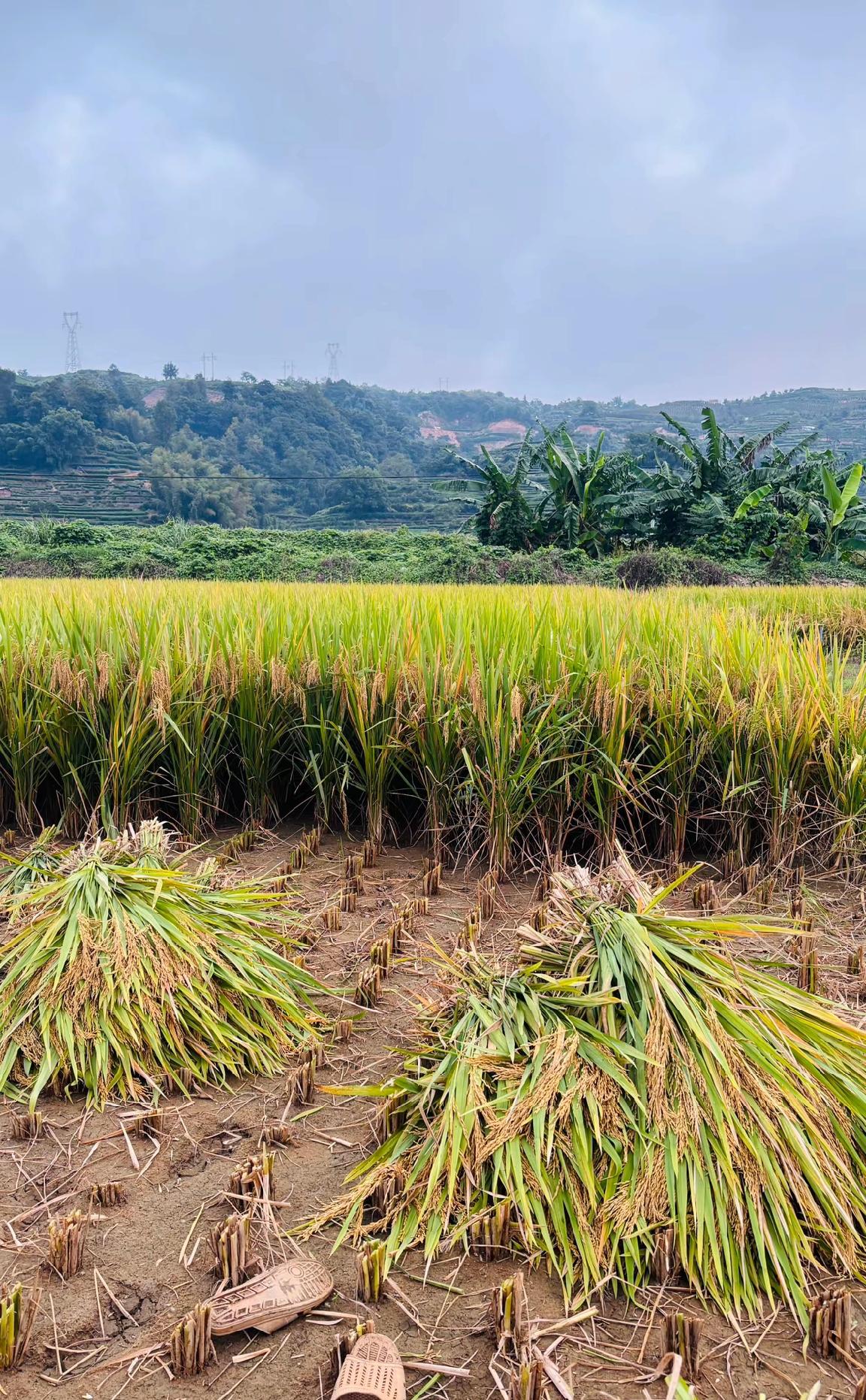 谁有花草照片，可以晒下吗农村出来的我对这个场景不陌生，每年秋收时节，抡起镰刀割稻