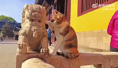 小猫咪来到寺院祈福，听说摸到狮子口里的绣球，就会有很多很多鱼吃了，我要鱼