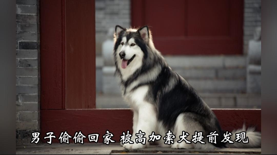 万万没想到！男子悄悄返乡打算给父母惊喜，还没踏进家门，就被家里的高加索犬当场识破