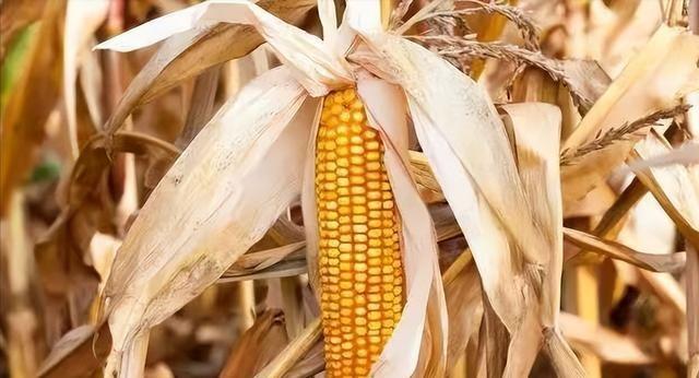 为什么玉米被认为是“外星植物”？一位种了半辈子地的老人告诉我，90%的人都不知道