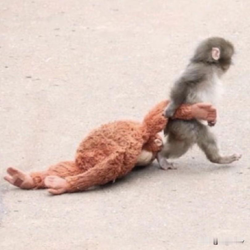 不属于森林，也不属于猴群，只是一个缺了妈妈的小孩，抱着全世界唯一的依靠
可能在族