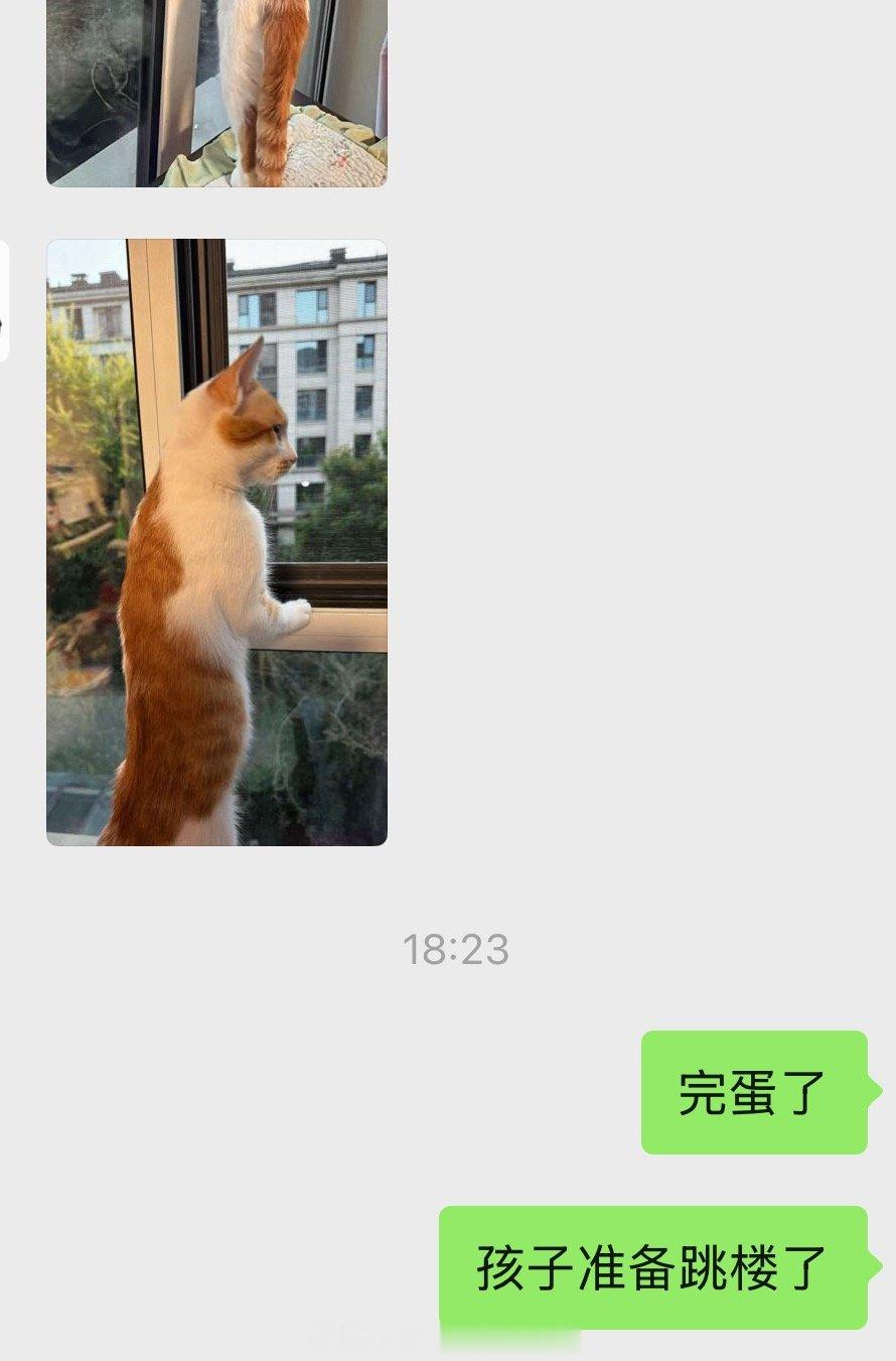 疫苗绝育迫在眉睫啊猫孩子要被勾引跳楼了[允悲][允悲][允悲] ​​​