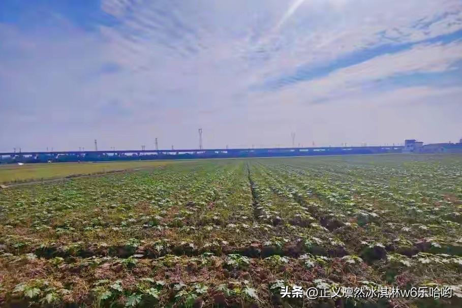 🍒科技正揭开大国粮仓的“丰收密码”。在安徽，可抵御“小麦癌症”的种子，让农民有