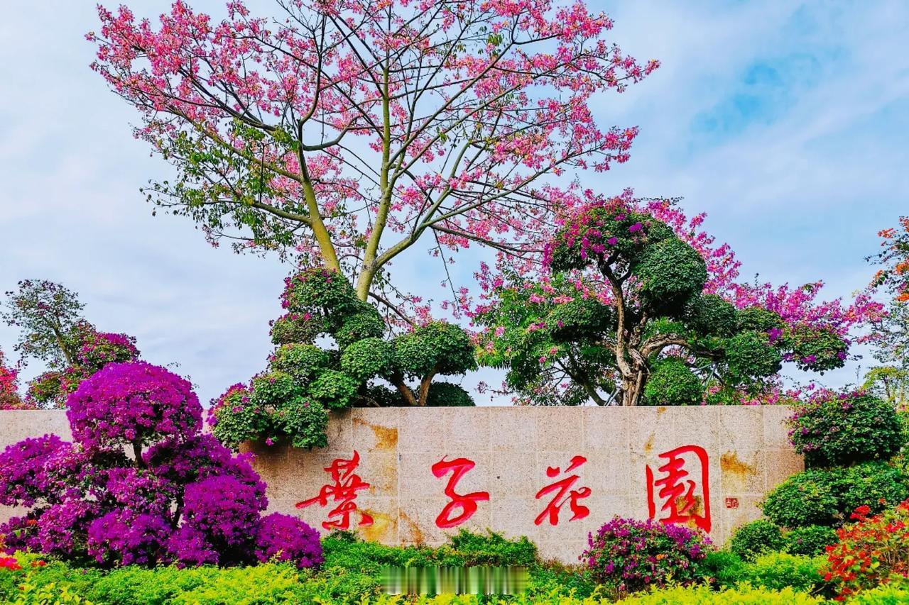 【冬日南宁，山花烂漫】南宁冬天像打翻了调色盘 11月底的南宁，暖阳倾洒，青秀山叶