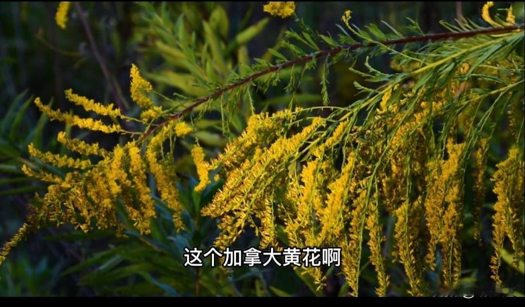 生活中遇到这种黄花立即上报！

上海浦东新区发现外来入侵物种“加拿大一枝黄花”，