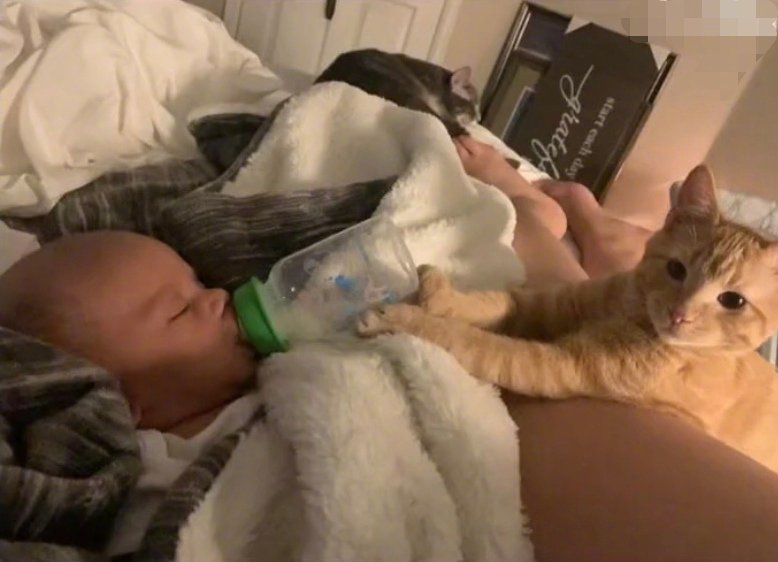 新手妈妈睡着，橘猫竟帮忙扶着奶瓶…[泪奔]国外妹子生了小孩子后被折腾的不轻，很久
