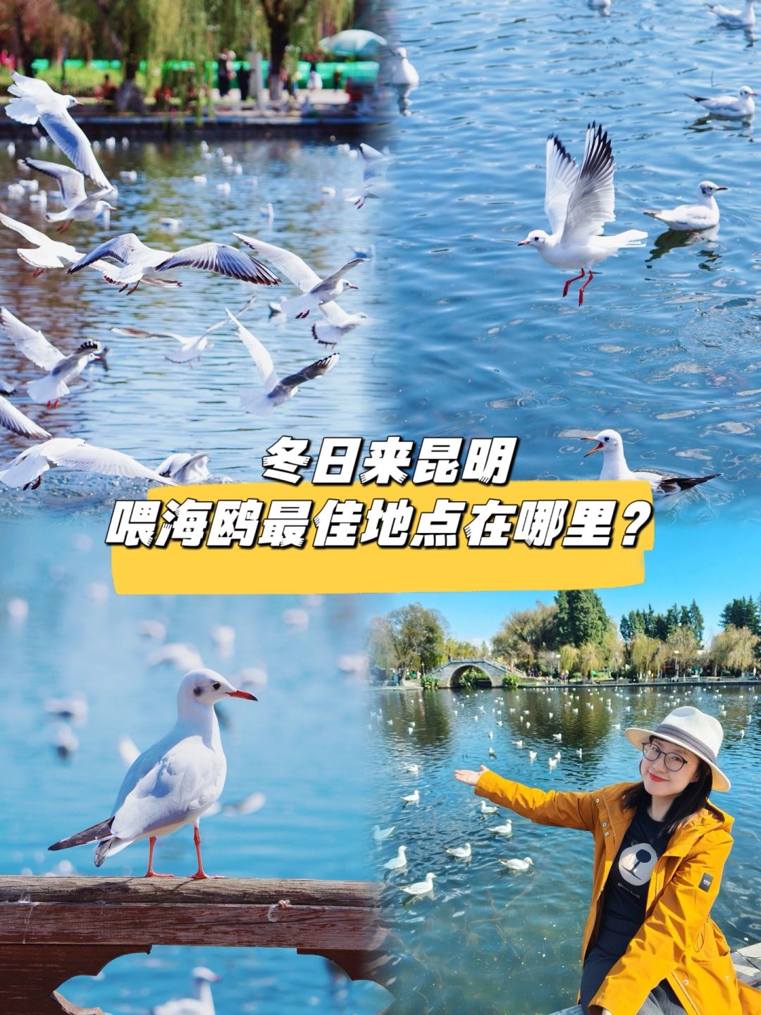 冬日昆明喂海鸥去这几个地方不会错！