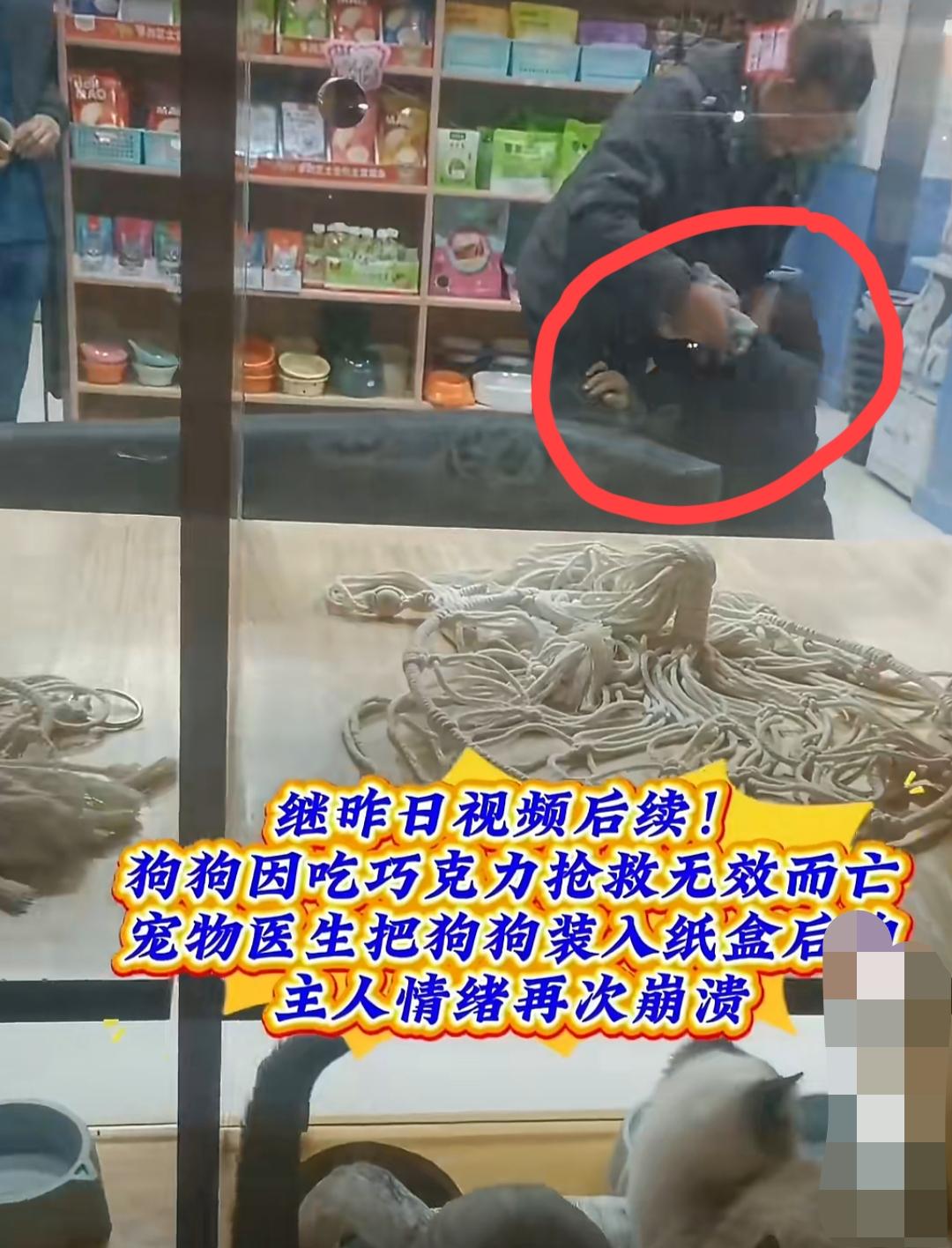 狗狗误食巧克力没能救活，狗主人情绪崩溃、满地打滚、又哭又叫……
评论区有网友科普