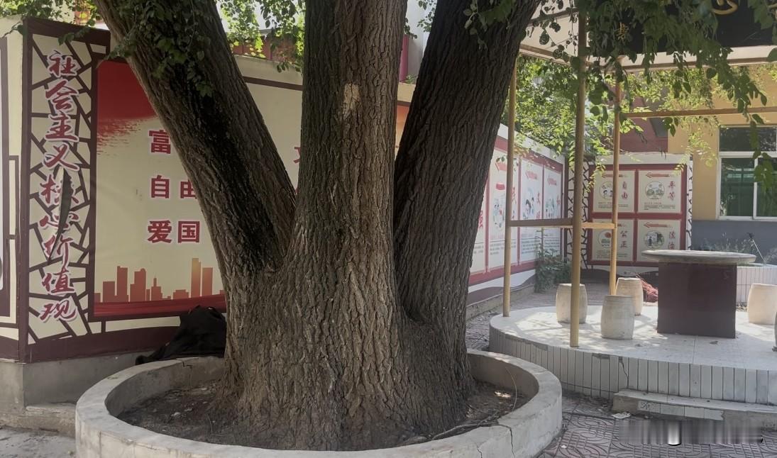 “三胞胎”树，每个还都差不多粗细。这个是很难得。从最下面来看这棵树还是真的很粗的