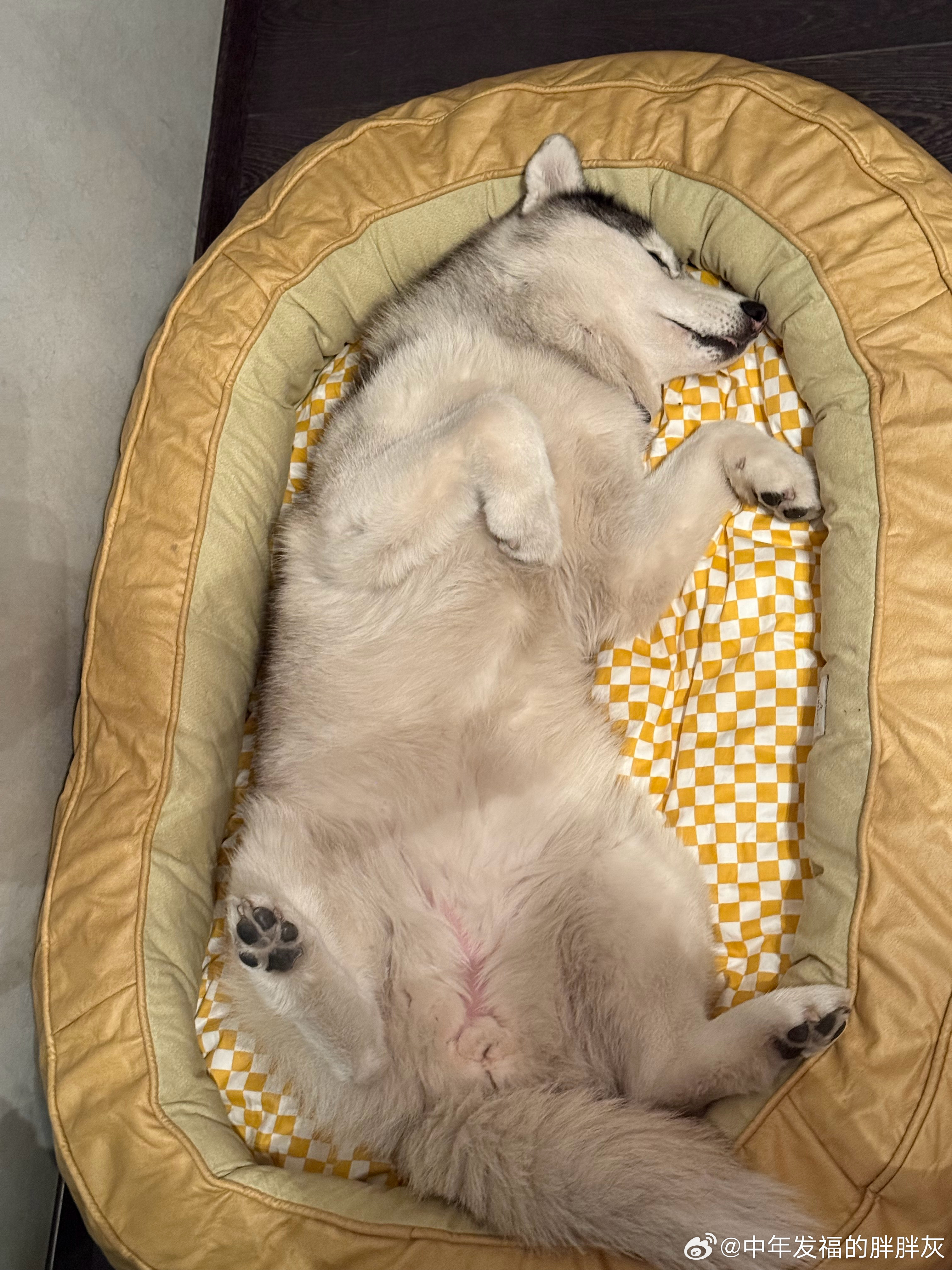 哈士奇  小狗翻新计划，翻新前⬅️翻新后➡️又又是一只新狗！又能坚持3个月了！