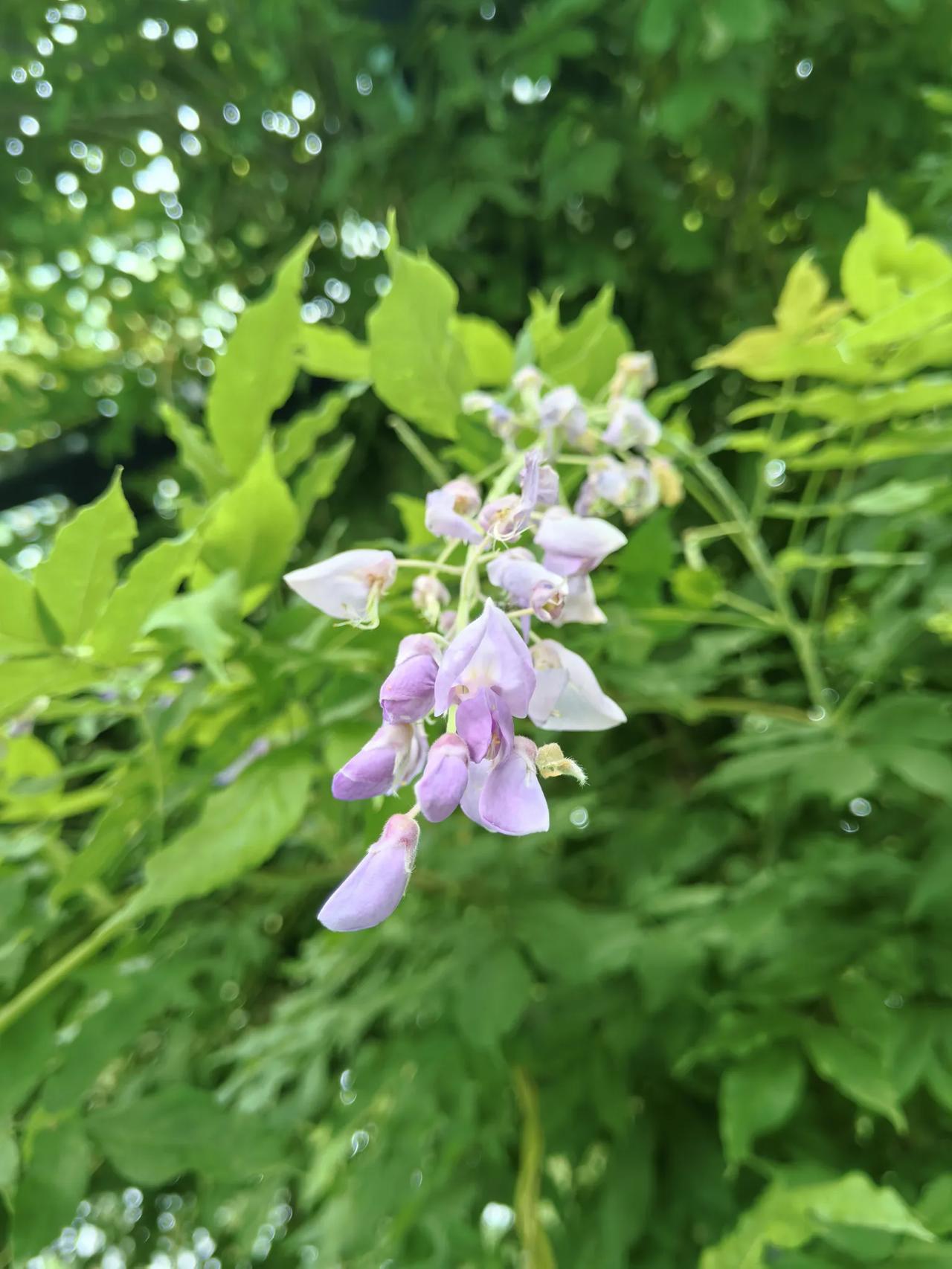 紫藤花一年能开几次？
紫藤花通常一年开两次。主要花期在春季的4月至5月，此时花量