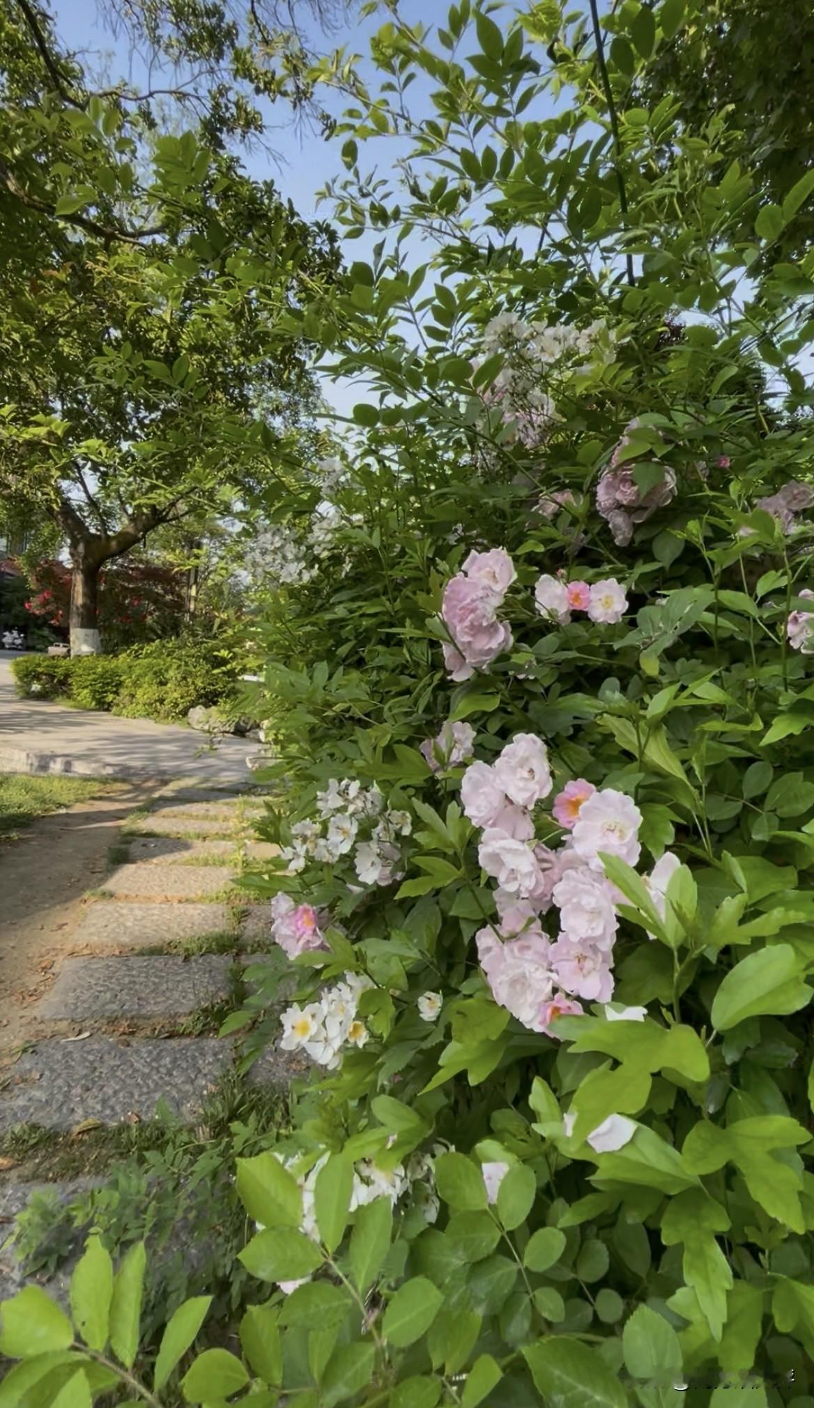 又是一年蔷薇盛开的季节，花香扑鼻，花美依旧，千姿百态，可以好好欣赏一番。