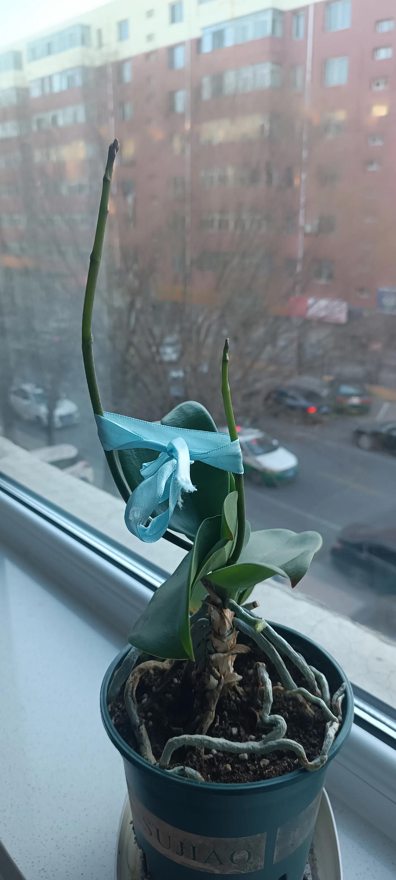 我是不是很有创意？家里的铁架和小夹子不知被我放哪去了，索性就地取材，用一根飘带系