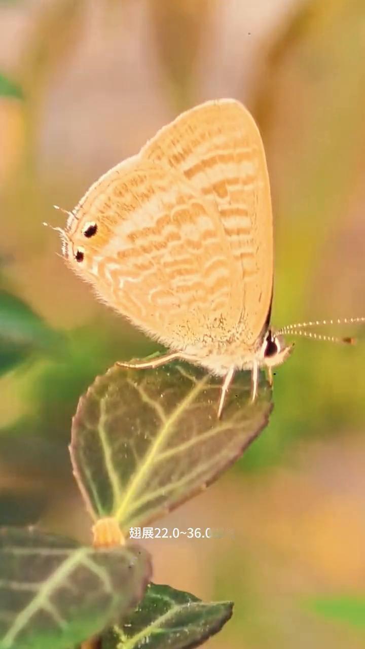 新奇的蝴蝶，第一次见藐视4只眼4条须的小精灵。
在洛阳洛浦公园发现一只貌似4只眼