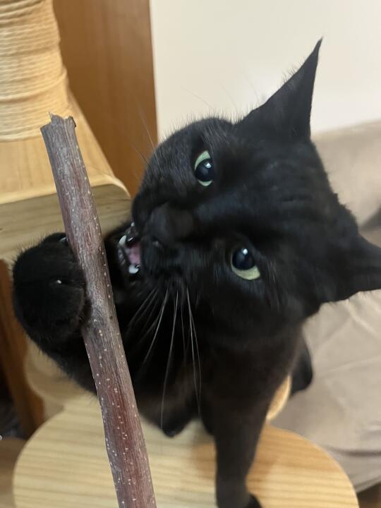 从猫粮成瘾，思考人的饮食偏好