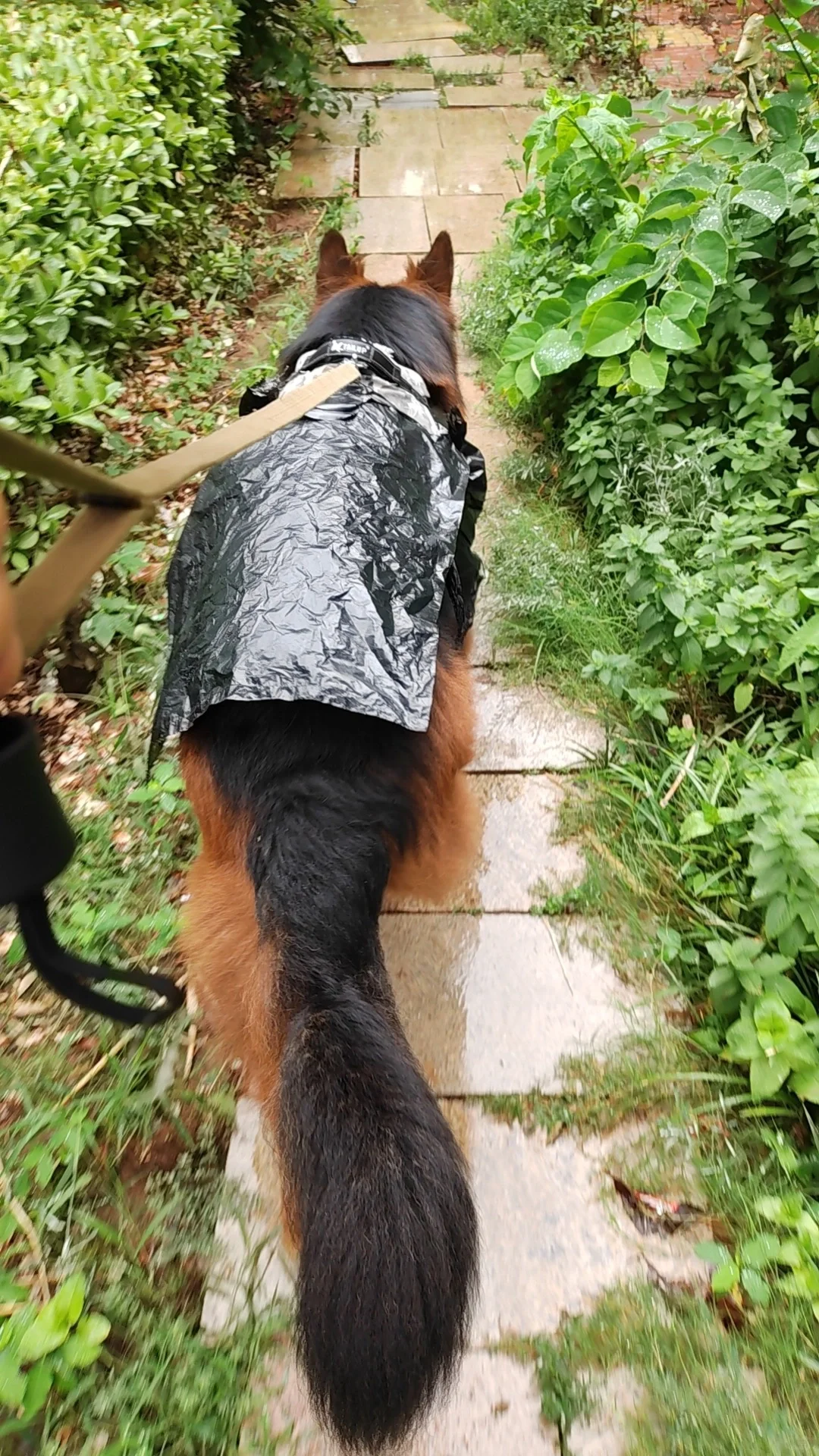 姥姥给105斤茶杯犬做的雨衣