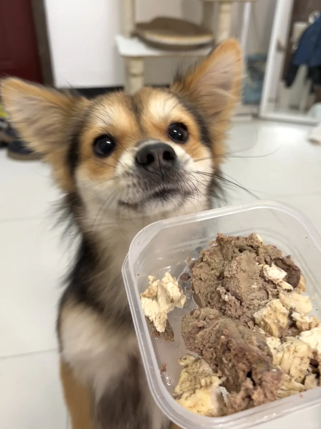 小黑消失两天后出现了