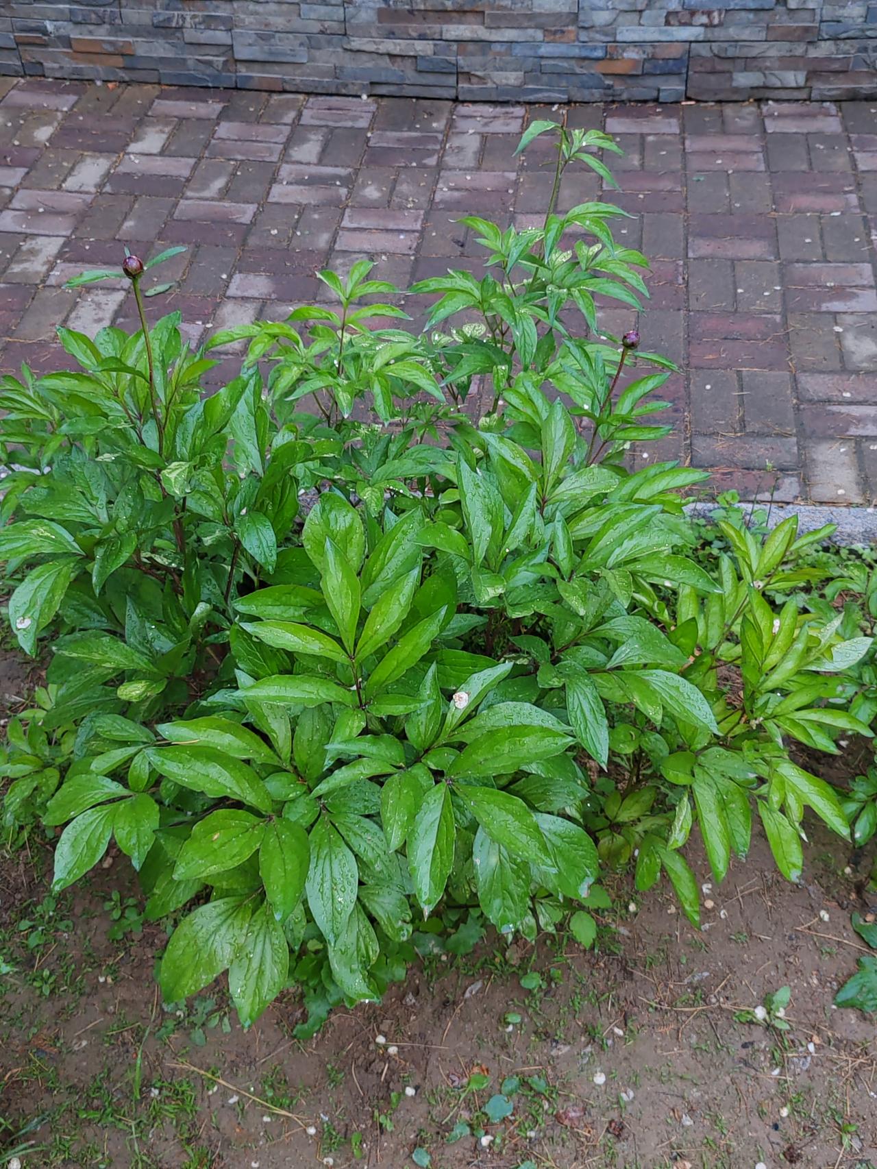 《范蠡四祸》口无遮拦必招祸、贪欲过盛定翻车。骄矜自傲毁前程、执念太深命难活。范蠡