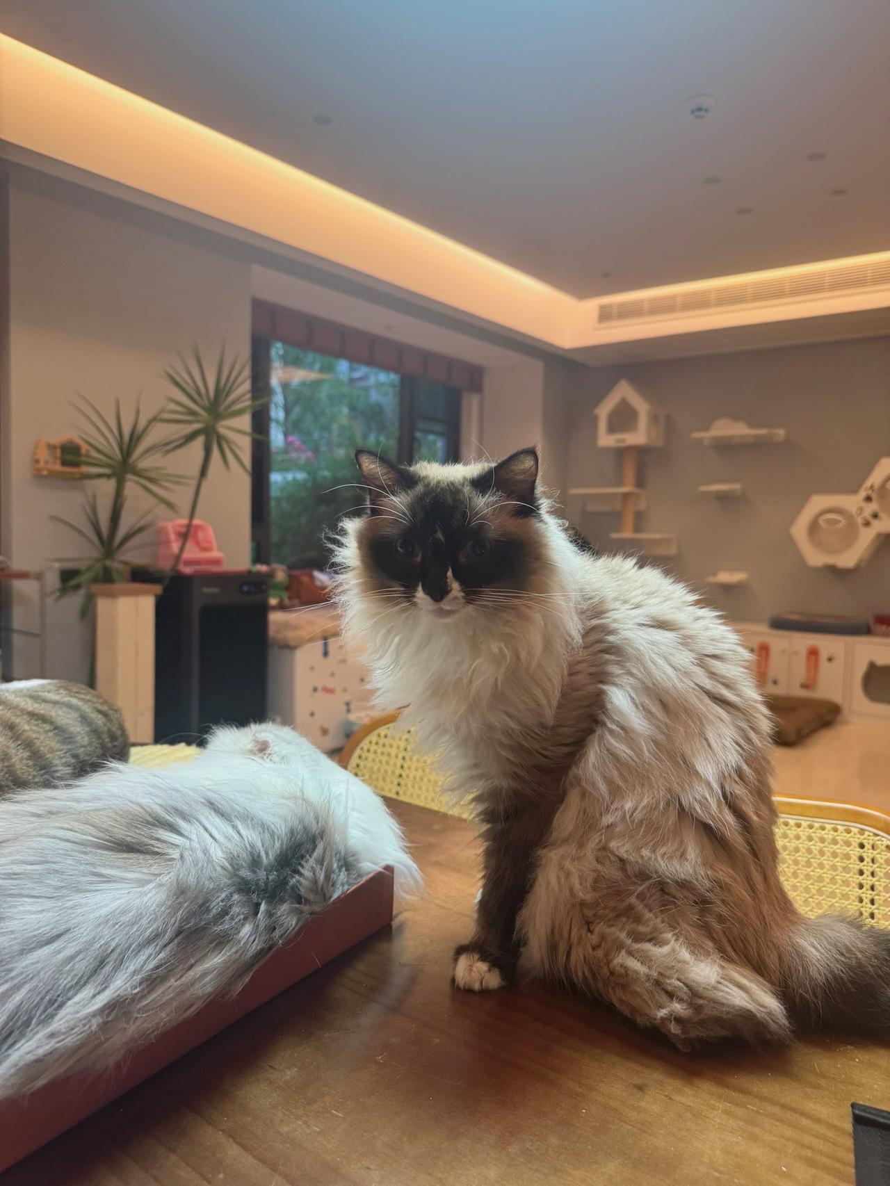 守护神也困了，那就一起觉觉猪！
