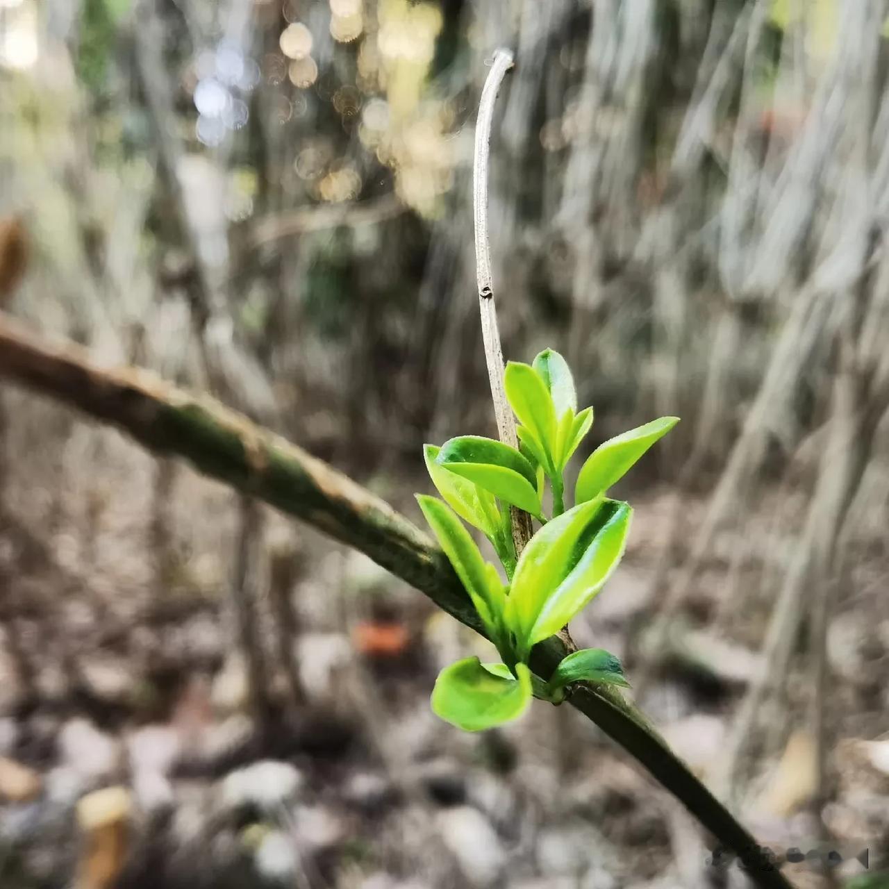 春天，无处不逢春！大地复苏以各种姿态吸引着行路匆匆亦或是漫步小径的人们。最能感动