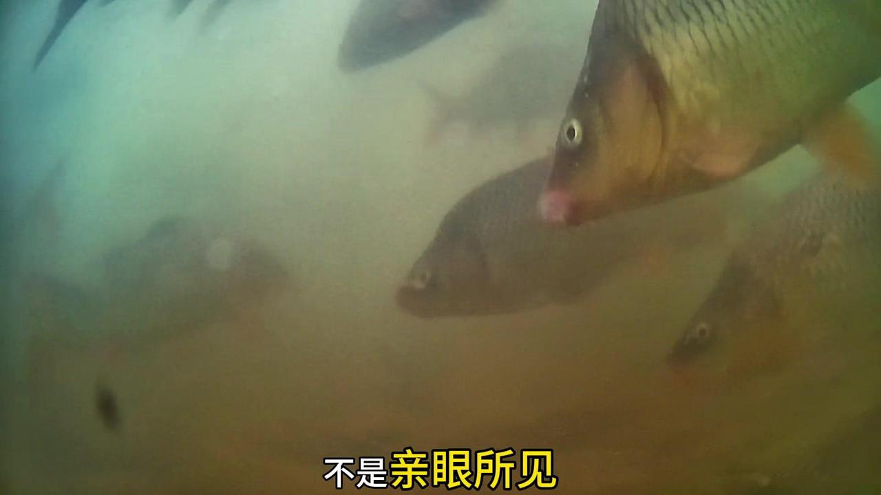 ✨风浪越大鱼越大，大风大浪出大鱼，今天东北风6级，用千寻F1Pro带大家了解一下