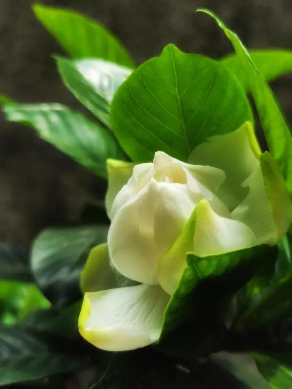 在南京栀子花有花苞但不开花怎么办 在南京养的栀子花有花苞却不开花，先别慌。可能是