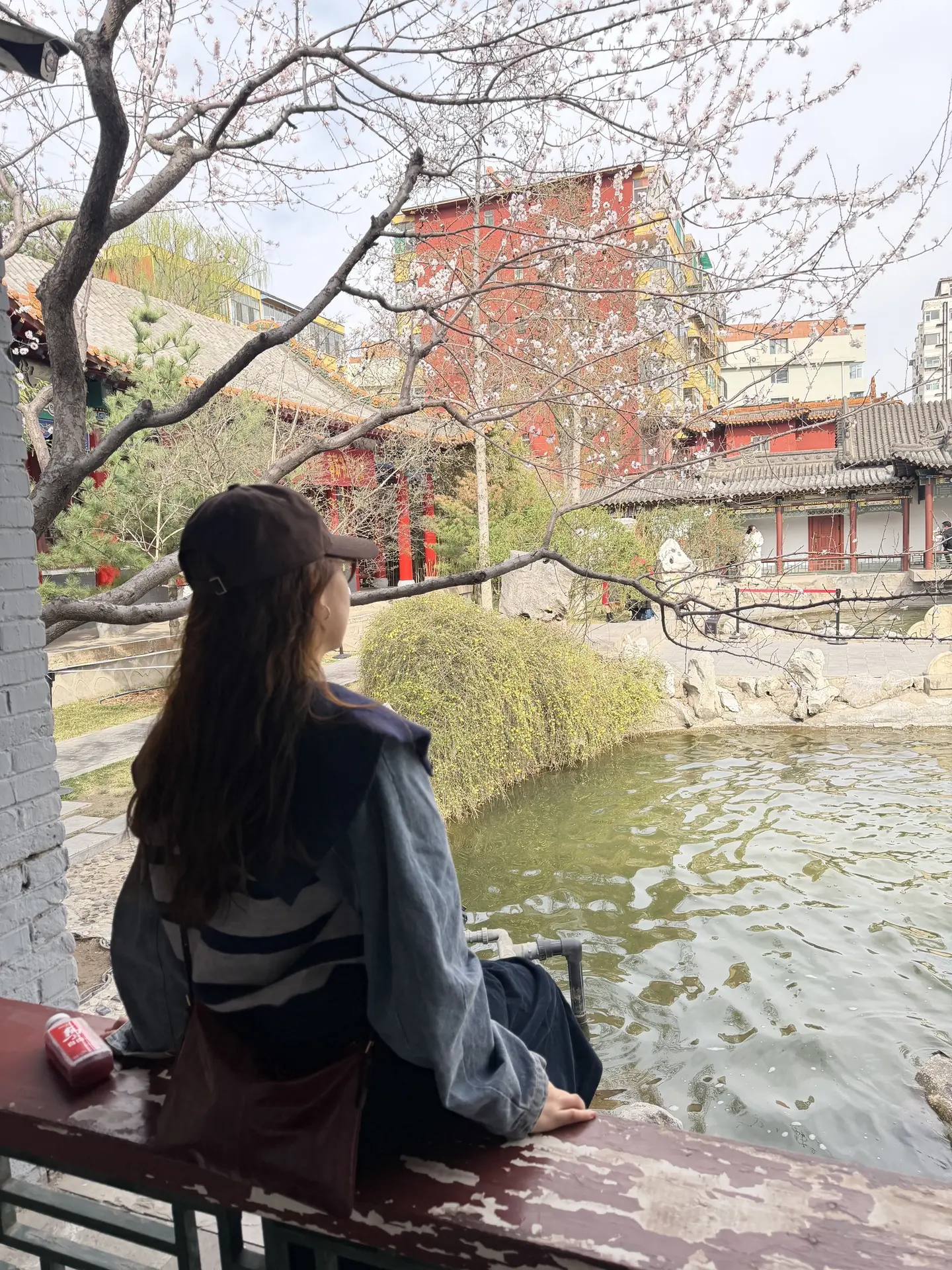 春天碑林公园碑林公园玉兰花 碑刻春意盎然