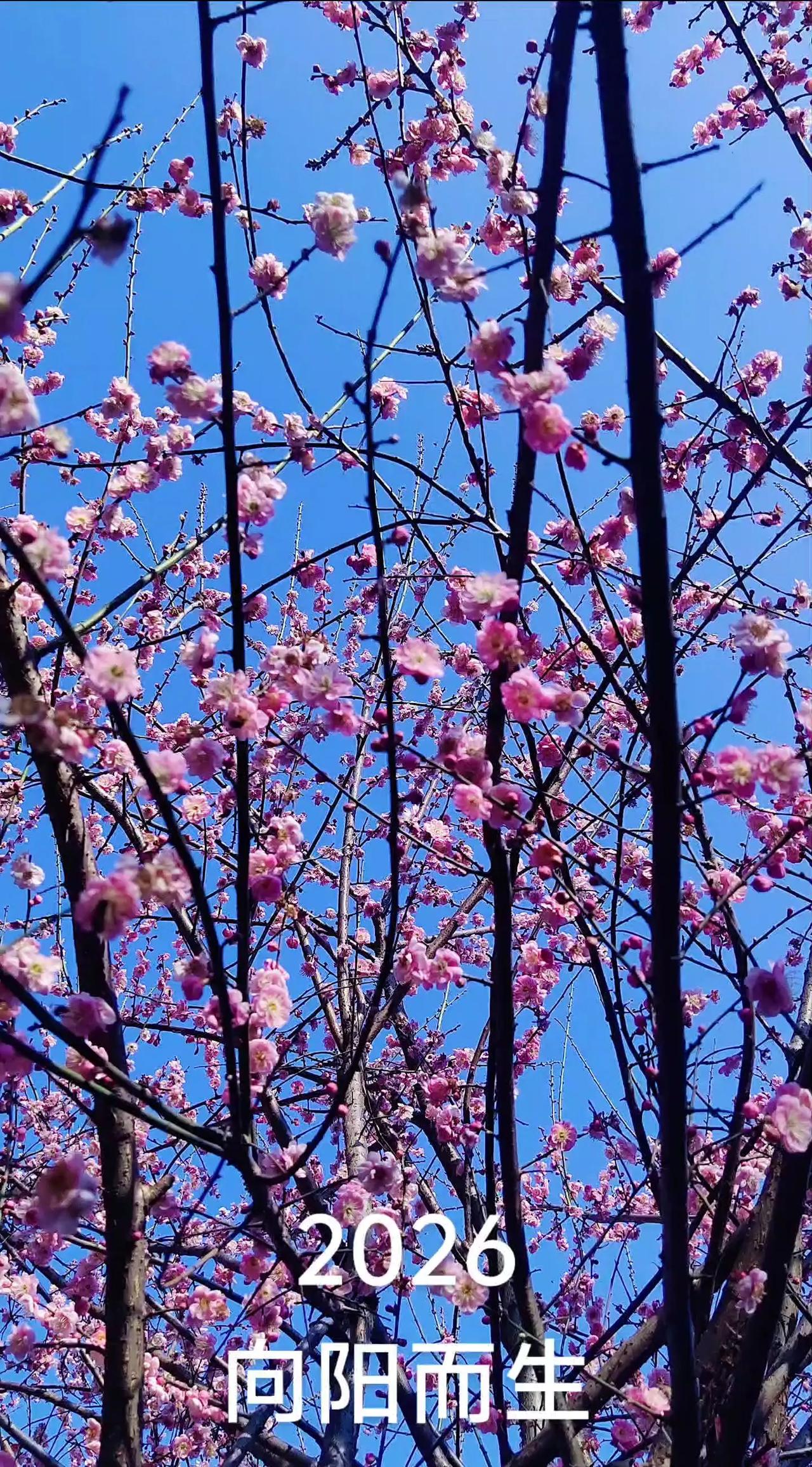 立春:春暖花开好时节。