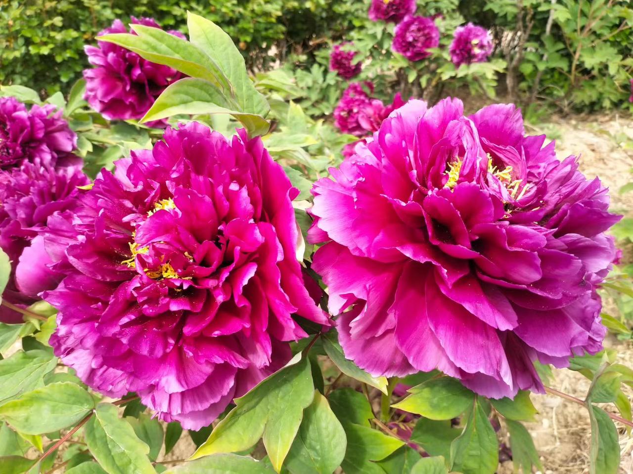 愿您花开富贵，心想事成[玫瑰][玫瑰][玫瑰][送自己一朵花][送自己一朵花][