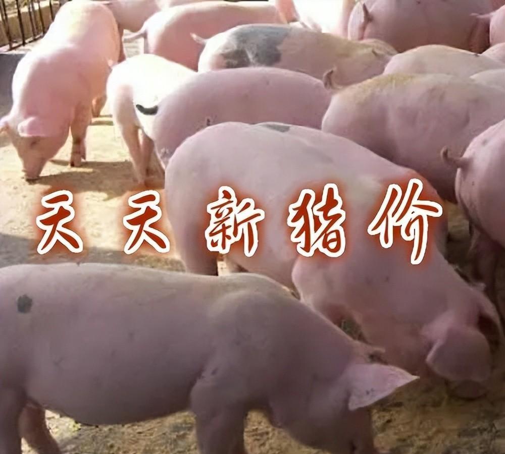 猪价暴跌，养猪户面临巨大压力！究竟是什么原因让这个曾经致富的行当变得如此艰难？