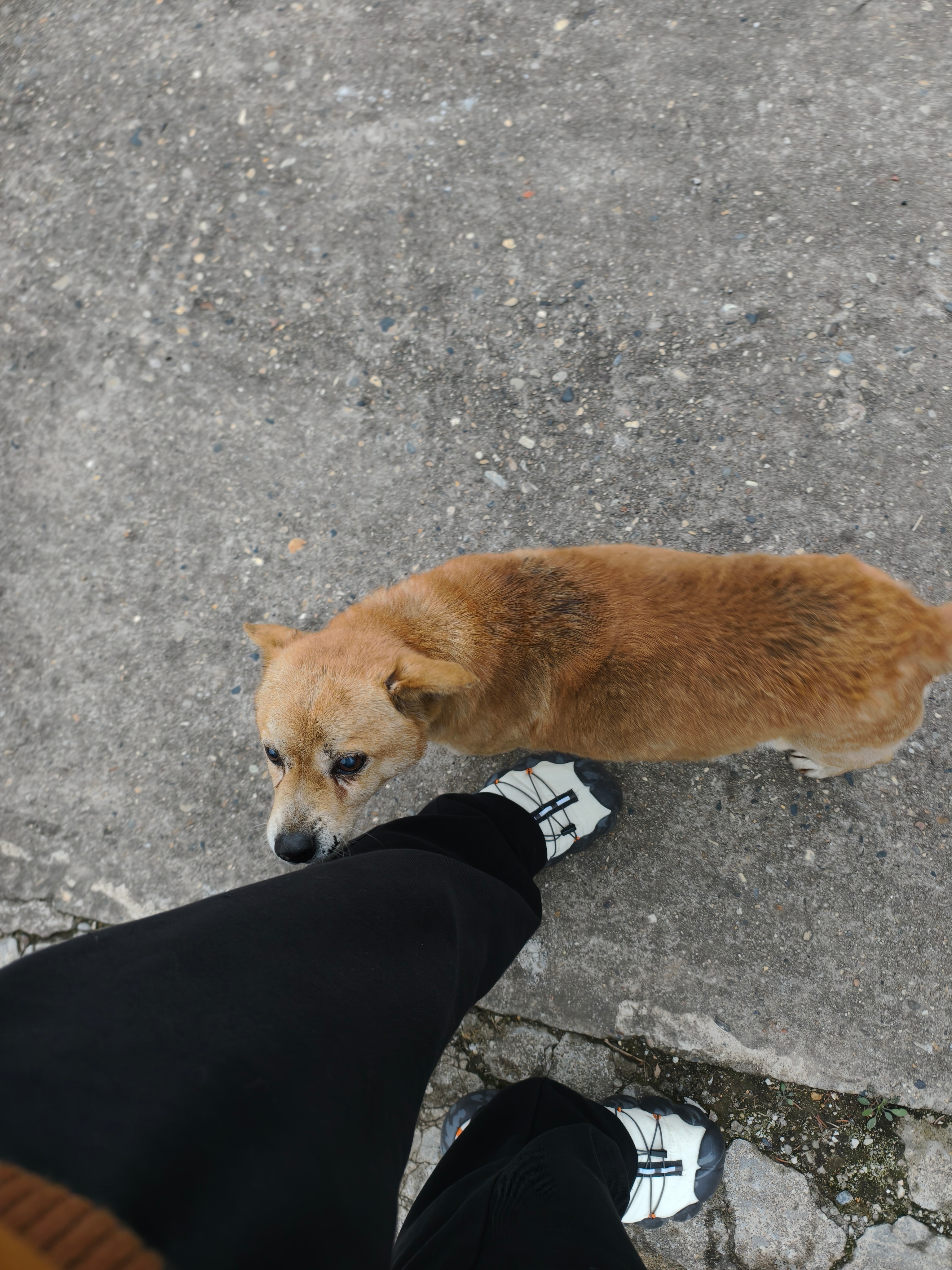 也不知道为什么，小狗就是能精准地找到最怕它的那个人