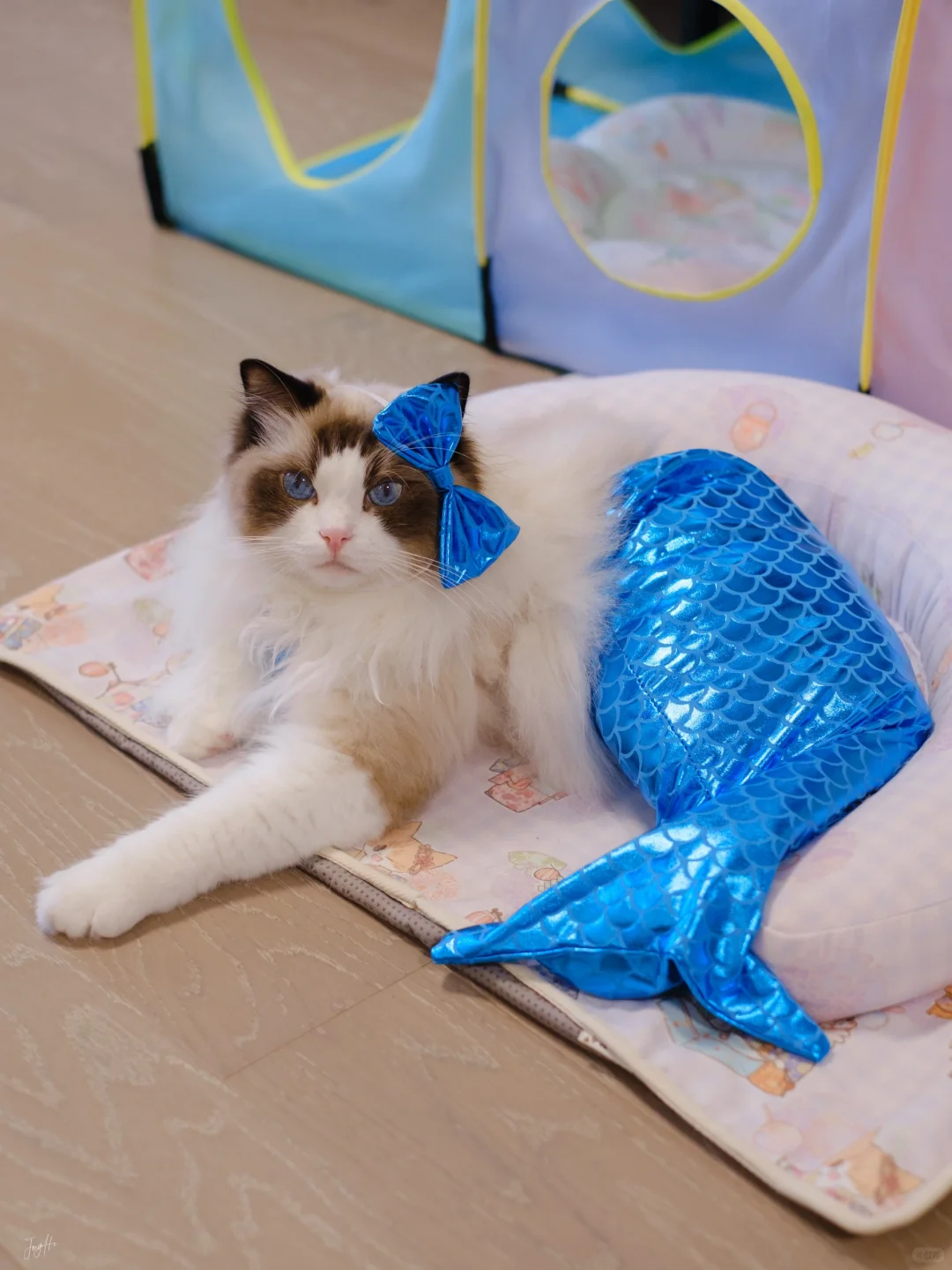 搁浅的美人鱼终于游到我家了