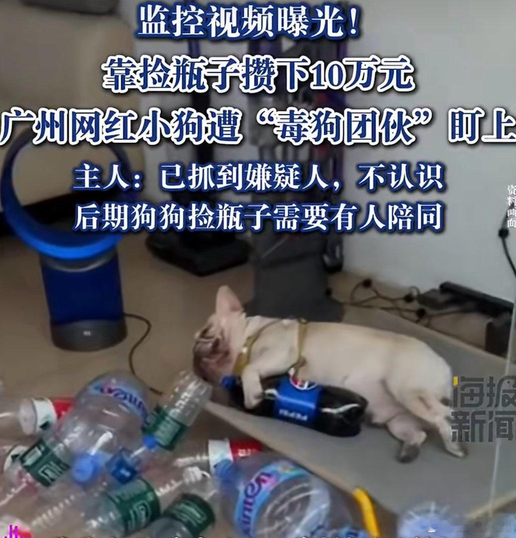 盯上网红捡瓶子小狗嫌疑人已抓获不知道这类犯罪会按照什么罪名来处罚被狗耽误的历史博