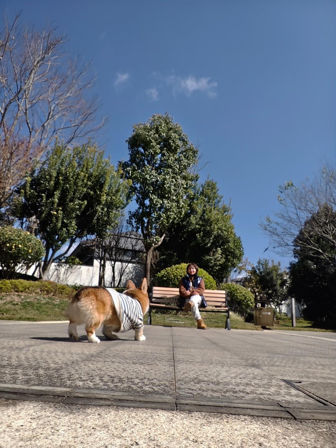晒晒我家萌宠俺家小柯基那迷人的小短腿，毛茸茸的身躯，总是散发着让人无法抗拒的魅力