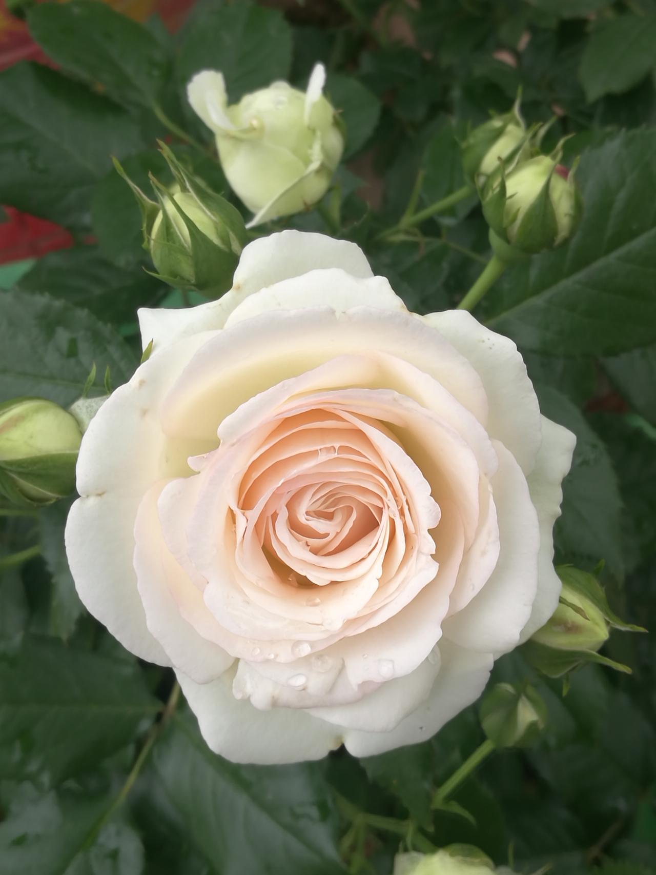 临沂莒南7亿农业项目政绩工程？利益输送工程？
看了焦点访谈的相关报道，临沂莒南县