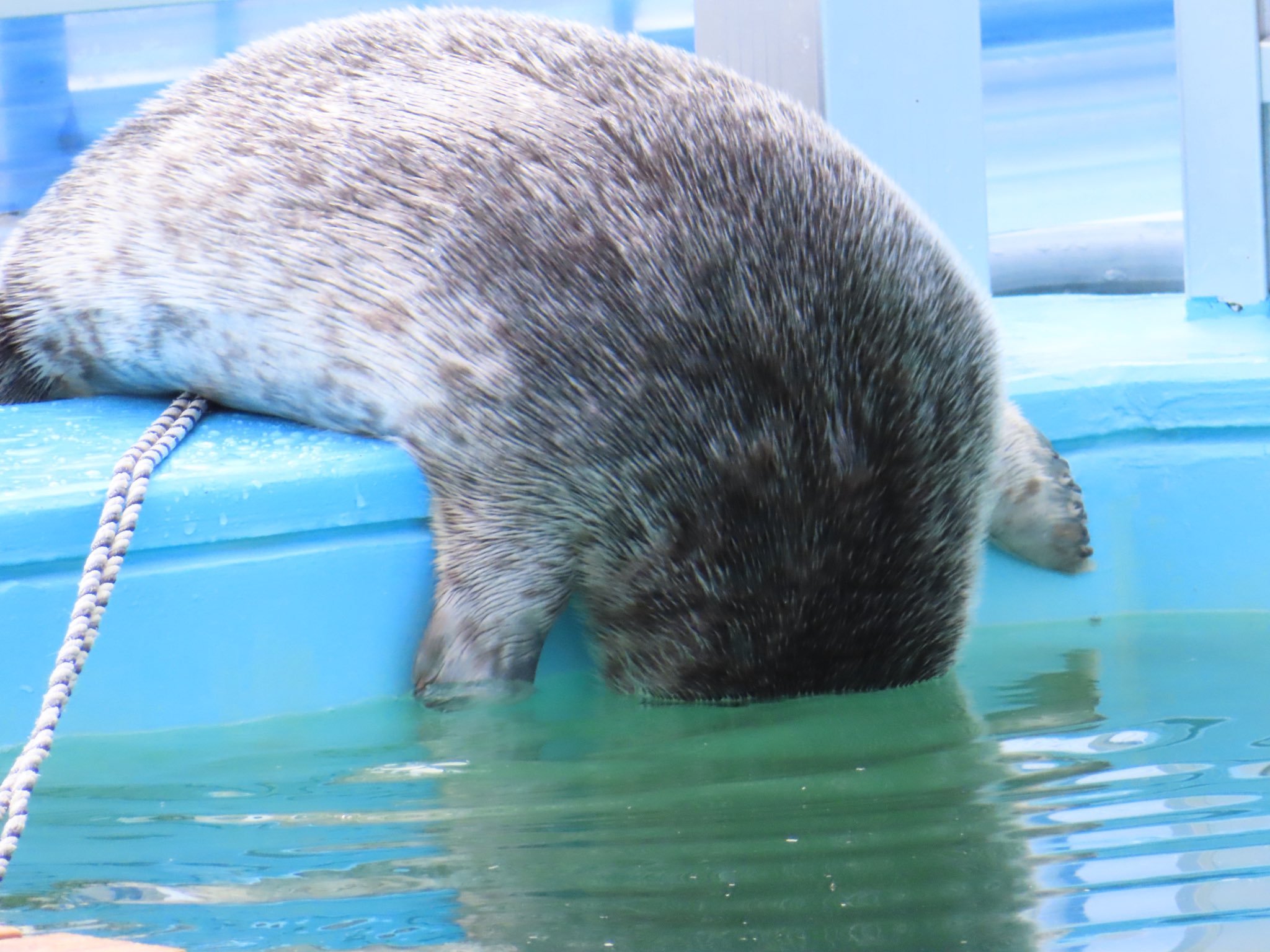 海豹 身为一只海豹，月酱竟然如此害怕下水能把整张脸放在水里已耗尽所有勇气
