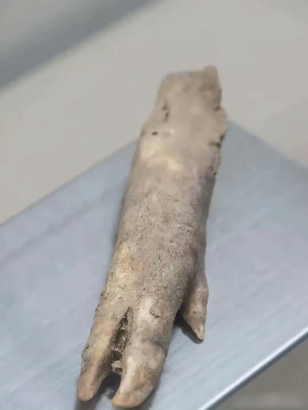 真是时代红利，古人没吃完的猪蹄也能成文物。 