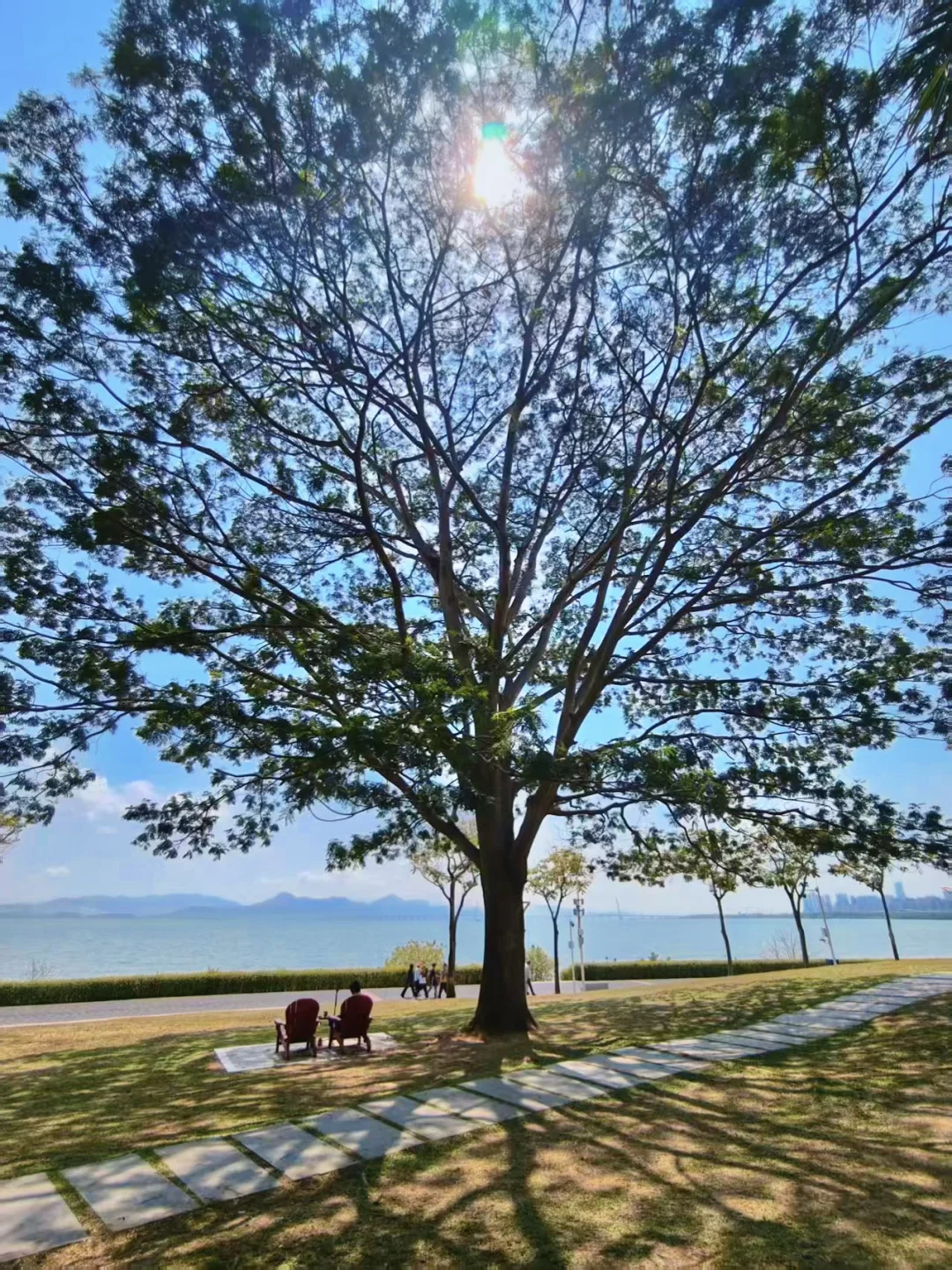 离开深圳前🌳来这些生命力大树下走走吧