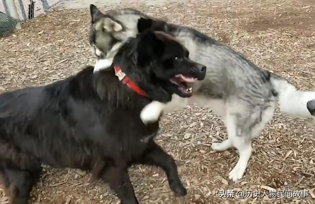 双犬未牵绳冲撞致伤，7成责任判赔万元！文明养犬没有“例外选项”
 
浙江杭州一起