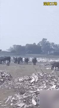 火药味直冲云霄！就在今天，巴基斯坦国防部长紧急警告：印度大军压境，战争可能在72