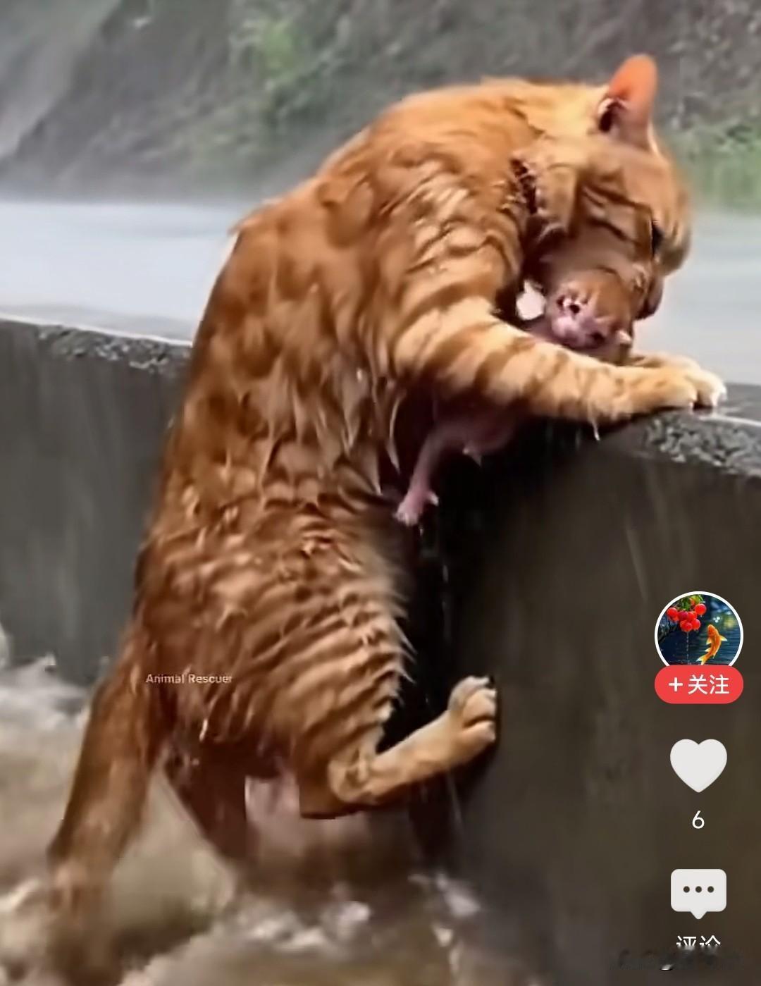 多么温馨的视频画面，母爱最伟大，一只猫妈妈为了孩子，自己在绝望中使出洪荒之力，就