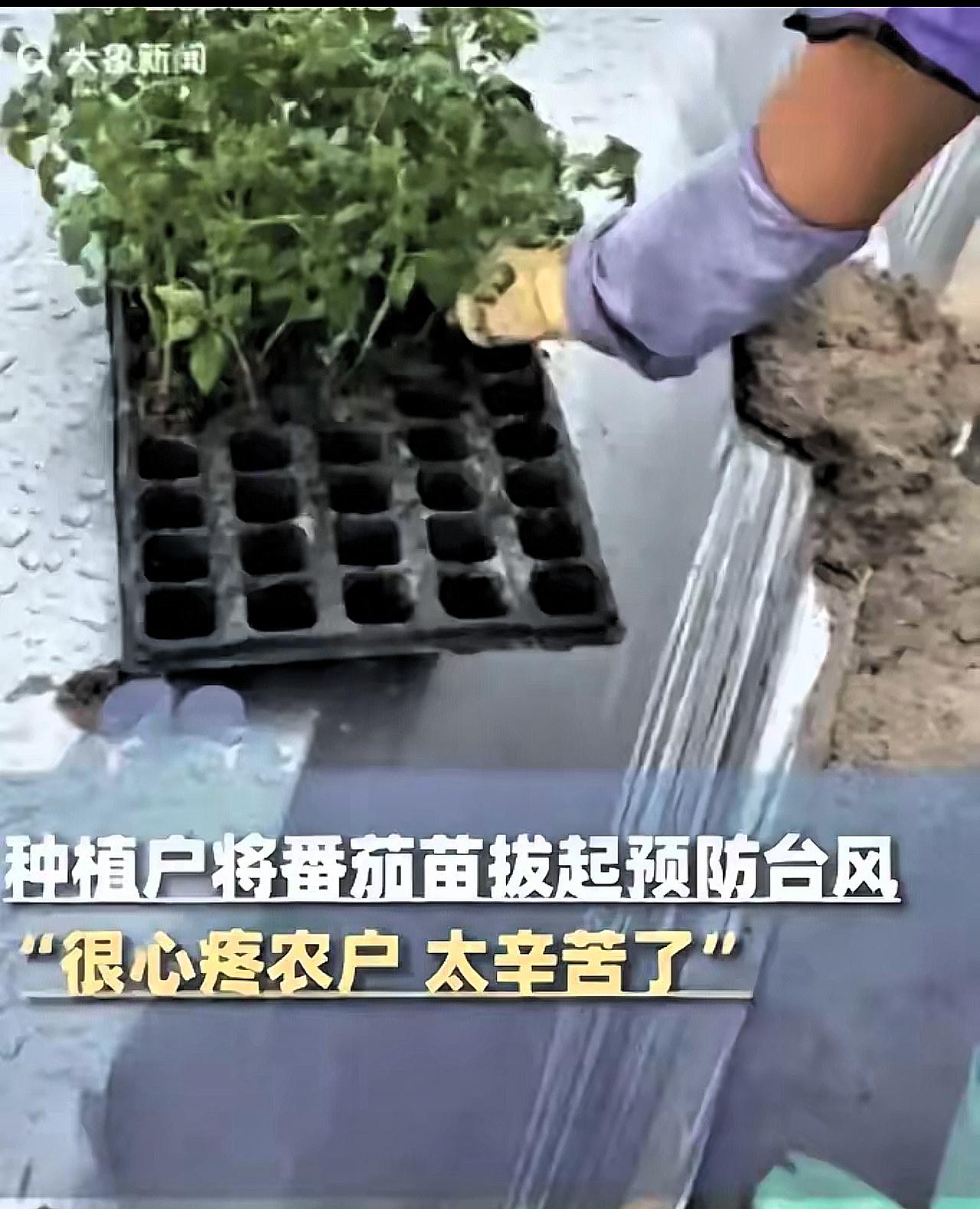好心疼！广东茂名那农户，刚种完30亩番茄苗，一听说台风“桦加沙”要来了，愣是一颗